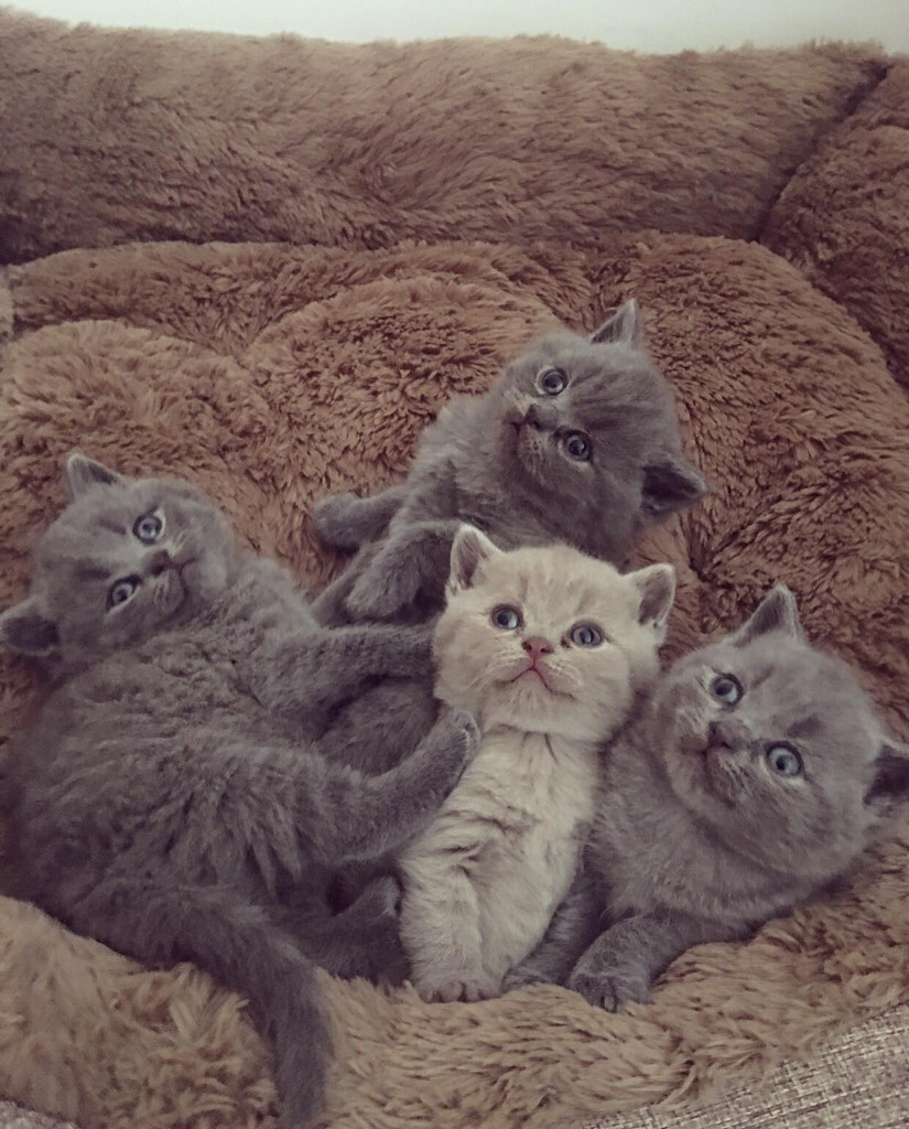 kittens for sale near me gumtree